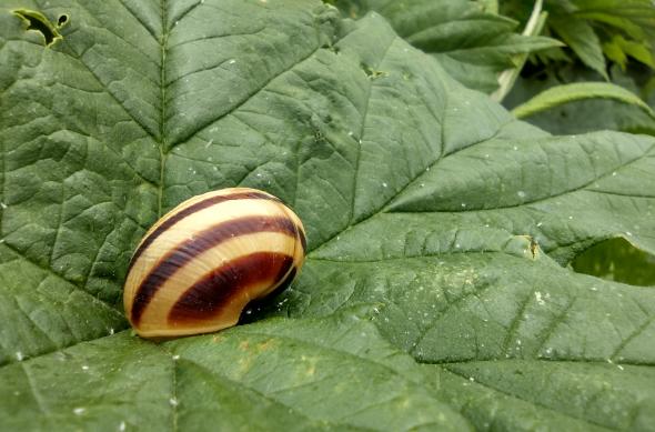 Motorola Moto G50 - Mostre Foto (ziua): IMG_20210524_143847261_HDR.jpg