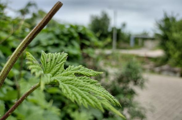 Motorola Moto G50 - Mostre Foto (ziua): IMG_20210524_143914606_HDR.jpg