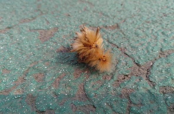 Nokia 8.1 - Mostre Foto (ziua): IMG_20190402_143649.jpg