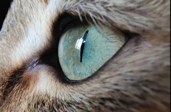 Vivo iQOO 3 îşi dezvăluie mostrele foto Macro şi Portrait: image4.jpg