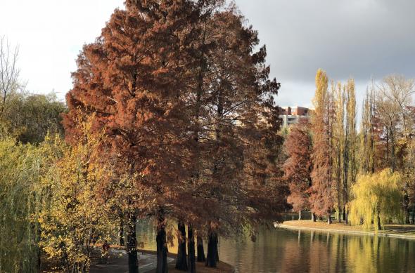 Apple iPhone 8 Plus - Mostre Foto (ziua): Photo 10-11-2017, 14 06 16.jpg