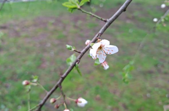 Samsung Galaxy A57 - Mostre bokeh: Mostre-bokeh_ (7).jpg