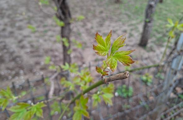 Samsung Galaxy A57 - Mostre bokeh: Mostre-bokeh_ (5).jpg