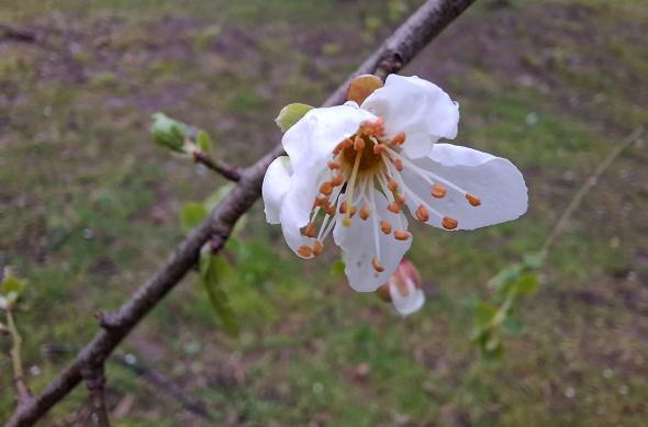 Samsung Galaxy A57 - Mostre macro: Mostre-macro_ (10).jpg