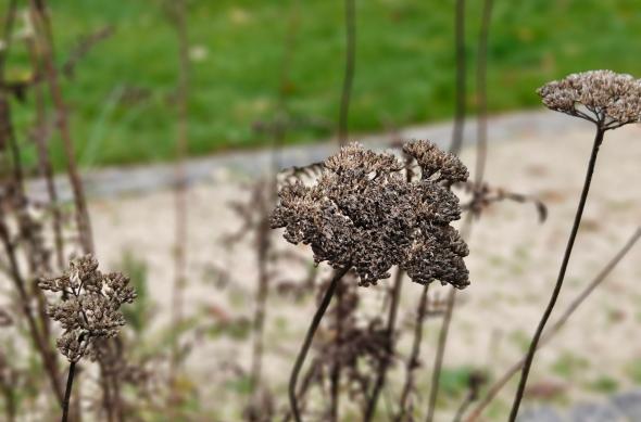 OnePlus 15 - Mostre bokeh: OnePlus-15-Mostre-Bokeh_003.jpg