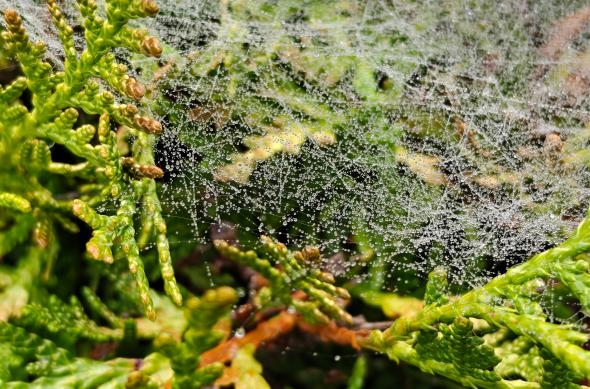 OnePlus 15 - Mostre macro: OnePlus-15-Mostre-Macro_019.jpg