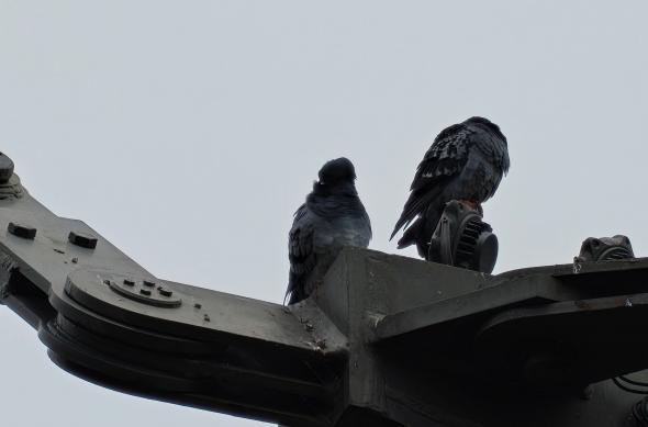 OnePlus 15 - Mostre zoom: OnePlus-15-Mostre-Zoom_031.jpg