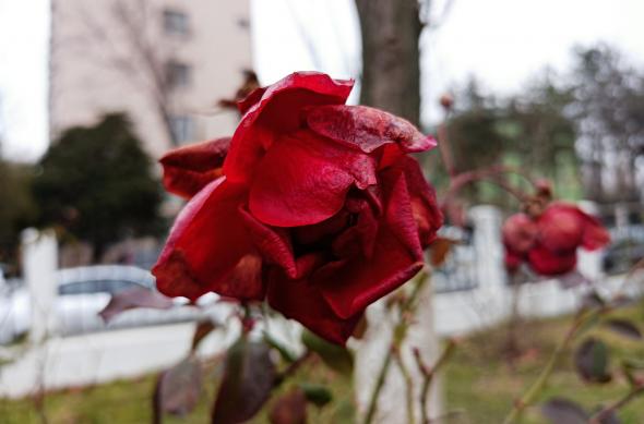 Redmi Note 9T - Mostre Foto (ziua): IMG_20210203_153049.jpg