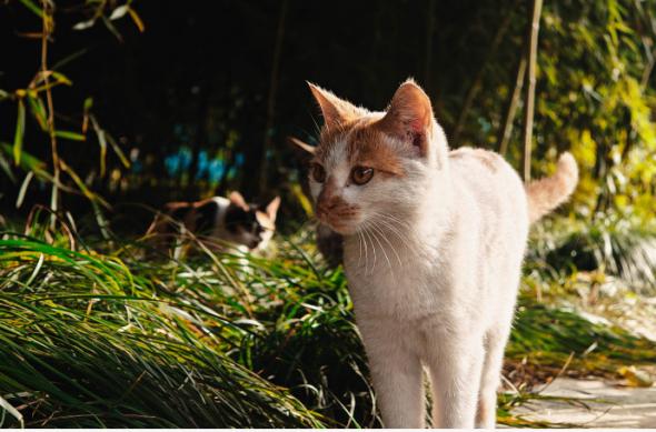 realme GT5 Pro - Mostre foto (Teaser): 007dP9zpgy1hkhllzexpoj335s2oqhdt.jpg