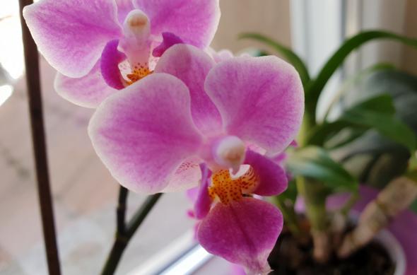 Samsung Galaxy S9+ - Mostre Foto (bokeh): 20180310_134814.jpg