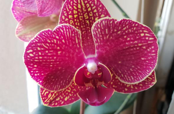 Samsung Galaxy S9+ - Mostre Foto (la interior): 20180310_134819.jpg