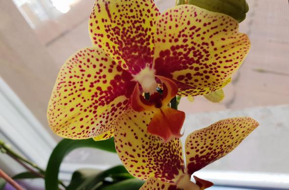 Samsung Galaxy S9+ - Mostre Foto (la interior): 20180310_134739.jpg