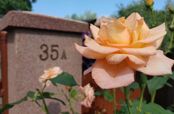 LG Velvet - Mostre Foto (ziua): 20200705_164845_HDR.jpg