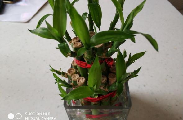 Xiaomi Mi 6 - Mostre foto 91mobiles: Mostra-foto-Xiaomi-Mi6-closeup.jpg