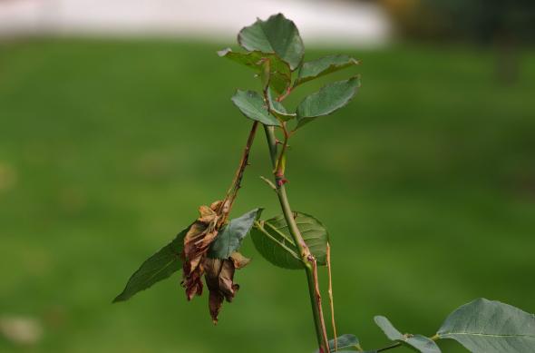 OPPO Find X9 Pro - Mostre bokeh: OPPO-Find-X9-Pro-Mostre-bokeh_012.jpg