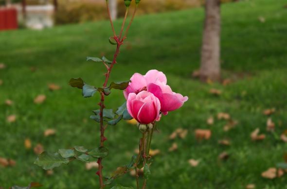 OPPO Find X9 Pro - Mostre bokeh: OPPO-Find-X9-Pro-Mostre-bokeh_023.jpg