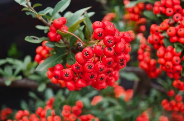 OPPO Find X9 Pro - Mostre macro: OPPO-Find-X9-Pro-Mostre-macro_001.jpg