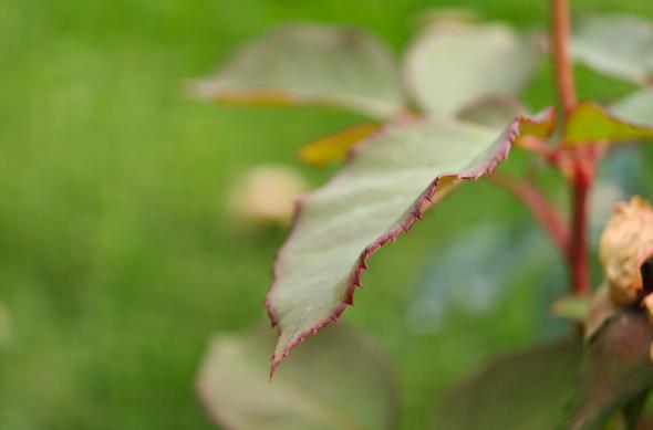 OPPO Find X9 Pro - Mostre macro: OPPO-Find-X9-Pro-Mostre-macro_017.jpg