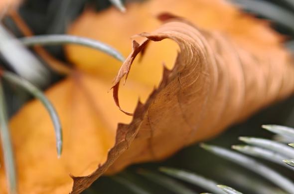 OPPO Find X9 Pro - Mostre macro: OPPO-Find-X9-Pro-Mostre-macro_026.jpg