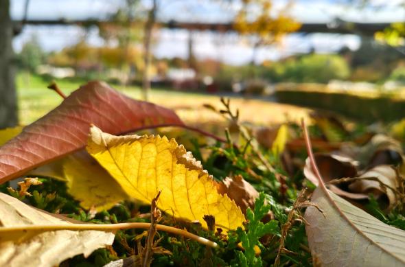 Motorola edge 70 - Mostre Foto (ziua): Motorola-edge-70-Mostre-zi_034.jpg