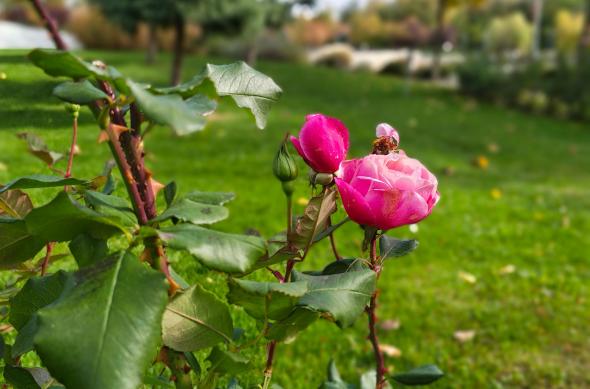 Motorola edge 70 - Mostre Foto (bokeh): Motorola-edge-70-Mostre-bokeh_008.jpg