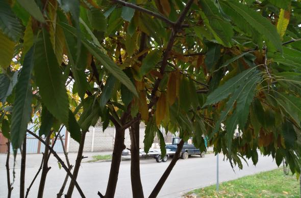 Huawei Nova - Mostre Foto (ziua): IMG_20161030_145511.jpg