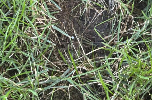 Pete de urină și fecale lăsate de pisici în gazon: IMG_8812.JPG