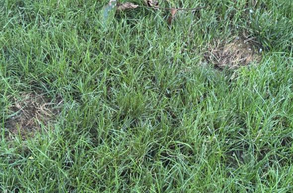 Pete de urină și fecale lăsate de pisici în gazon: IMG_8811.JPG