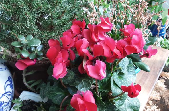 Samsung Galaxy Tab S6 Lite (LTE) - Mostre Foto: 20200625_154246.jpg