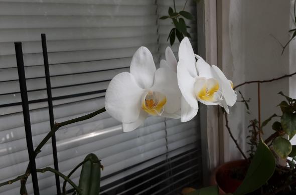 Samsung Galaxy Tab S6 Lite (LTE) - Mostre Foto: 20200625_154231.jpg