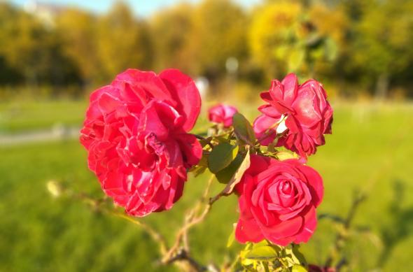 ASUS ZenFone Max Pro (M1) - Mostre Foto (bokeh): IMG_20181012_163326.jpg