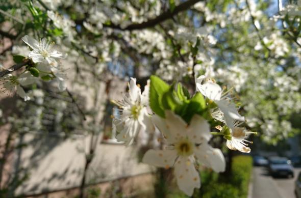 Sony Xperia Z5 - Mostre Foto (ziua): DSC_0007.JPG