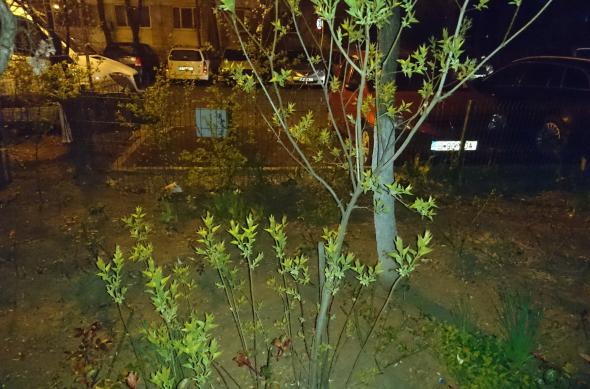 Sony Xperia Z5 - Mostre Foto (seara): DSC_0108.JPG