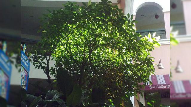 <b>Nokia 5800 XpressMusic va primi un update de firmware in curand: v21.0.018</b>Cele mai noi zvonuri din tabara Nokia afirma ca telefonul 5800 XpressMusic va beneficia in curand de un nou firmware, v21.0.018, care va imbunatati performanta camerei. Iata cum vor arata pozele facute cu camera upgradata: In plus, noul firmware va...