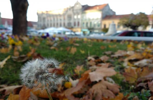 Xiaomi Mi A1 - Mostre Foto (ziua): IMG_20171105_163503.jpg