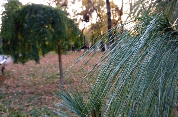 Xiaomi Mi A1 - Mostre Foto (ziua): IMG_20171105_165916.jpg