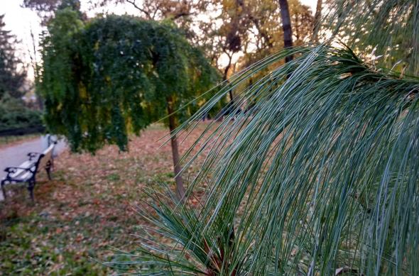 Xiaomi Mi A1 - Mostre Foto (ziua): IMG_20171105_165933_HDR.jpg