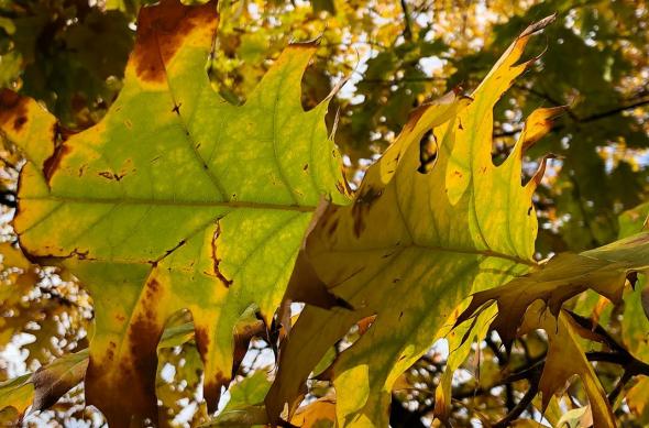 Apple iPhone X - Mostre Foto (ziua): Photo 04-11-2017, 10 17 44 (1).jpg