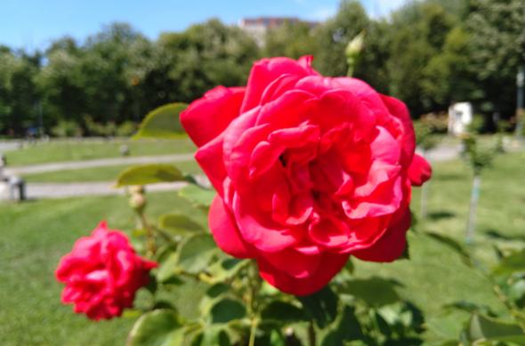 Nokia 6.1 - Mostre Foto (ziua): IMG_20180615_145128.jpg