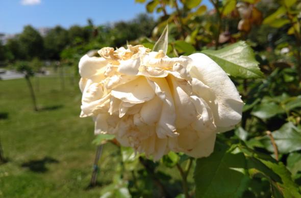 Nokia 6.1 - Mostre Foto (ziua): IMG_20180615_145145.jpg