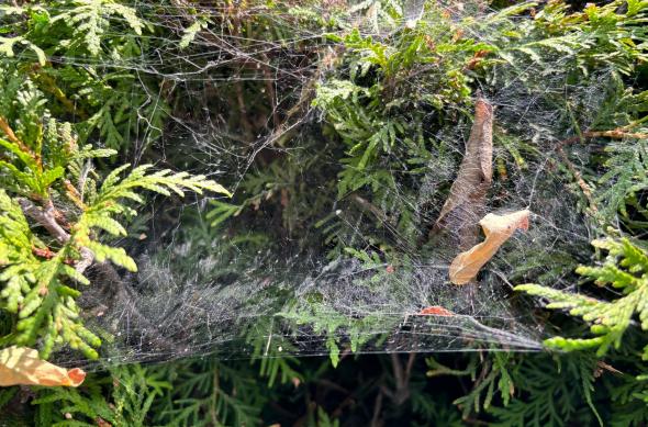 Apple iPhone 15 - Mostre Foto: iPhone-15-Closeup_002.jpg