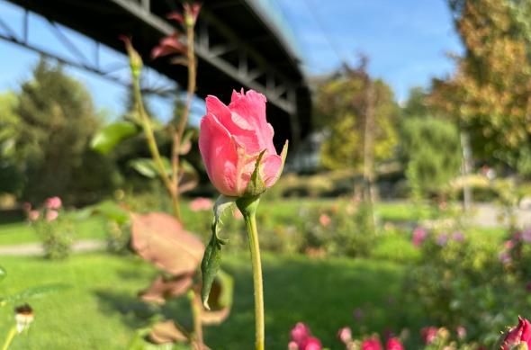 Apple iPhone 15 - Mostre Foto (bokeh): iPhone-15-Mostre-portrait_004.jpg