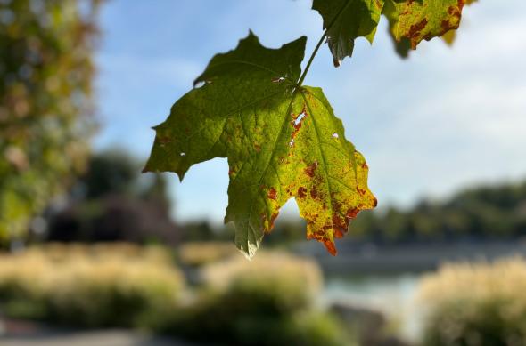 Apple iPhone 15 - Mostre Foto (bokeh): iPhone-15-Mostre-portrait_002.jpg