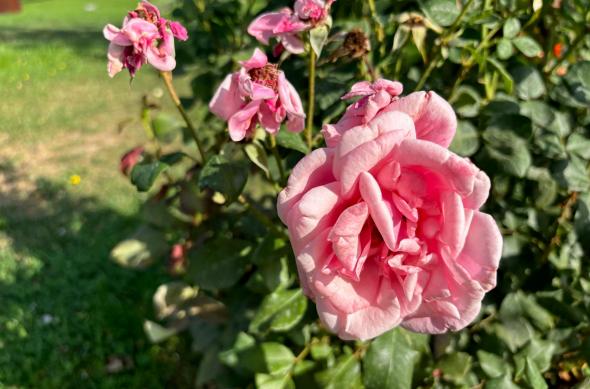 Apple iPhone 15 - Mostre Foto: iPhone-15-Mostre-Culori_005.jpg