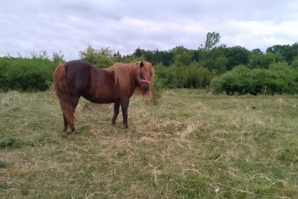 Allview Soul X7 PRO - Mostre Foto (ziua)