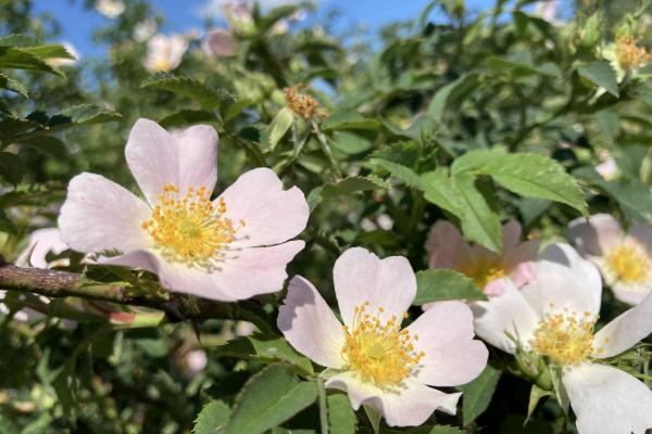 Apple iPhone SE (2020) - Mostre Foto (ziua)