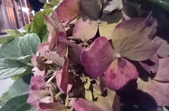 Motorola One Macro - Mostre Foto (seara): IMG_20191112_003402271.jpg