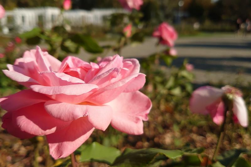 Sony Xperia 5 - Mostre Foto (bokeh): DSC_0167.JPG