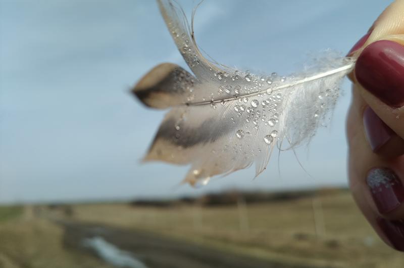 ASUS ZenFone Max Pro (M2) - Mostre Foto (bokeh): mostre_018.jpg