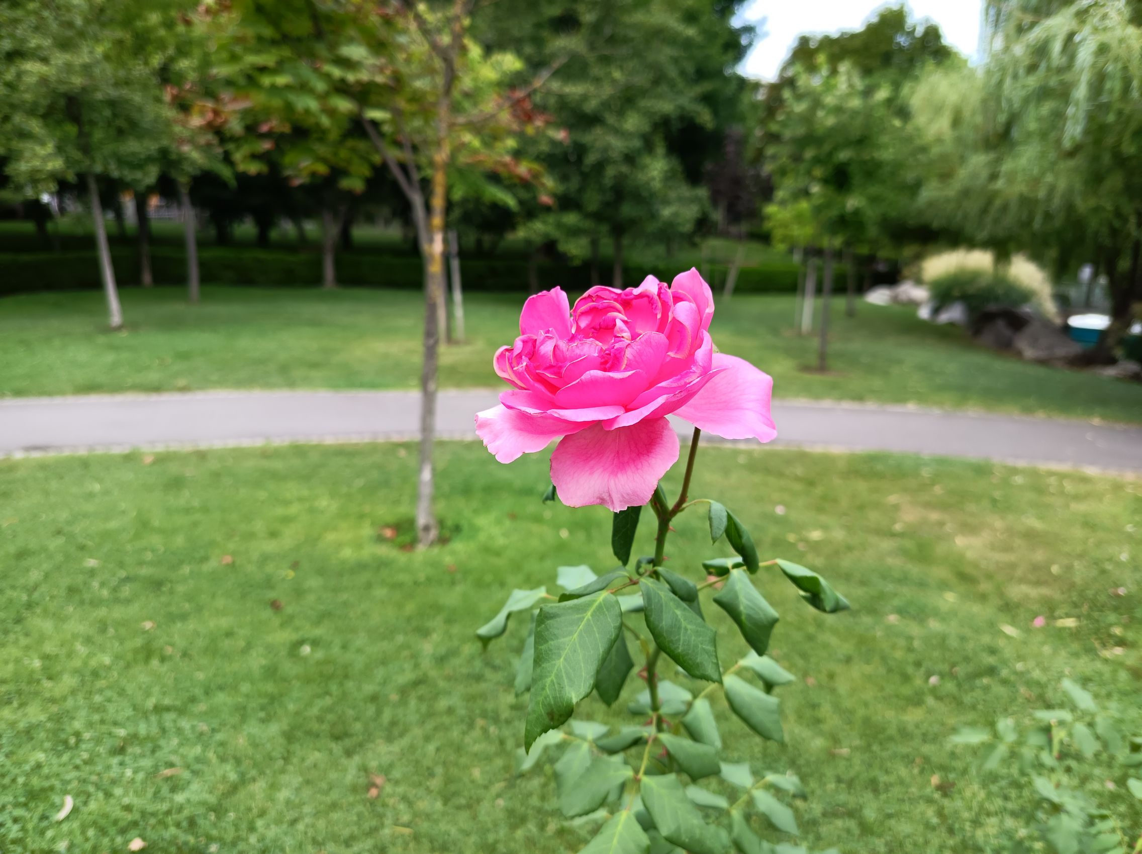 Nubia Air Pro - Mostre Foto (bokeh): Bokeh_ (13).jpg